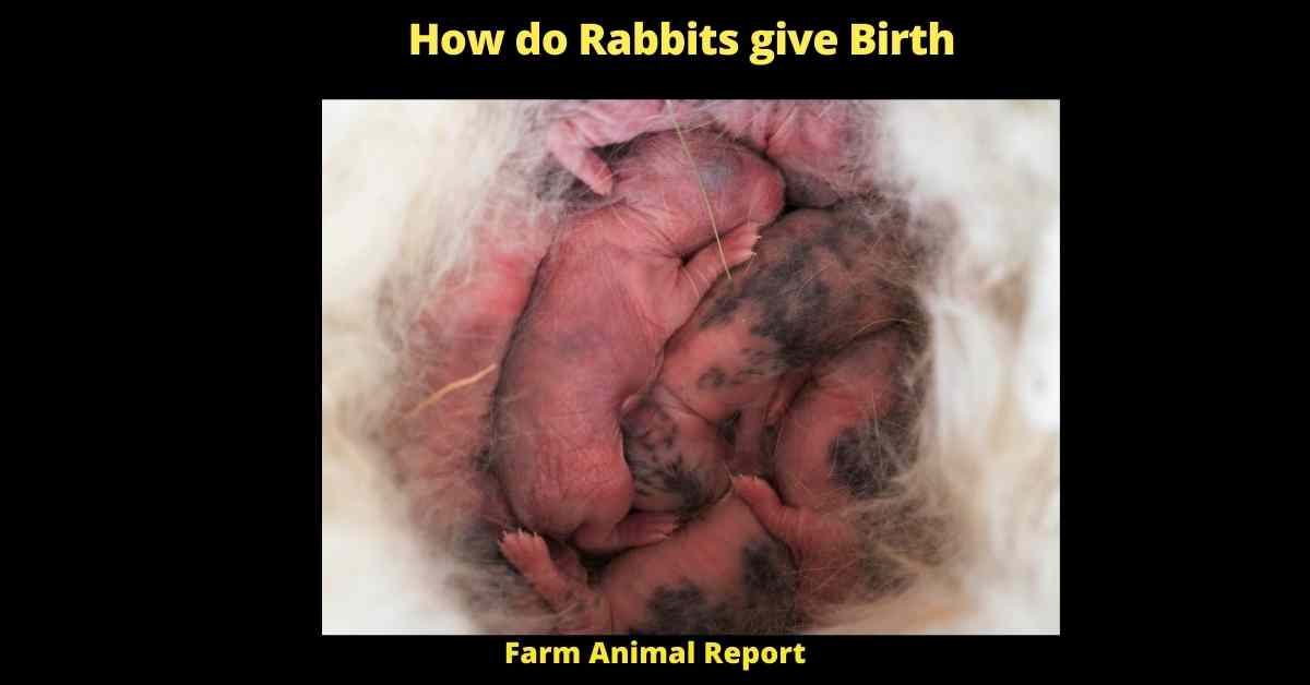 How do Rabbits give Birth - how long does it take for a rabbit to give birth
how to tell if a rabbit is about to give birth
how to tell if a rabbit is pregnant