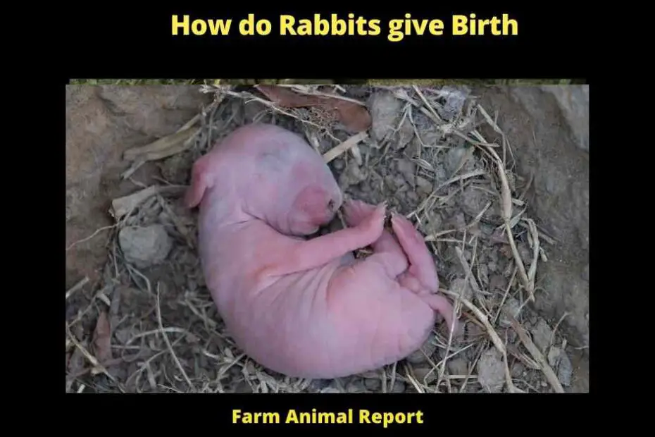 How do Rabbits give Birth -how long does it take for a rabbit to give birth how to tell if a rabbit is about to give birth how to tell if a rabbit is pregnant