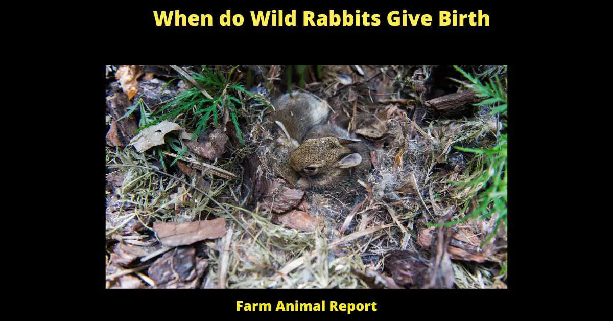 When do Wild Rabbits Give Birth