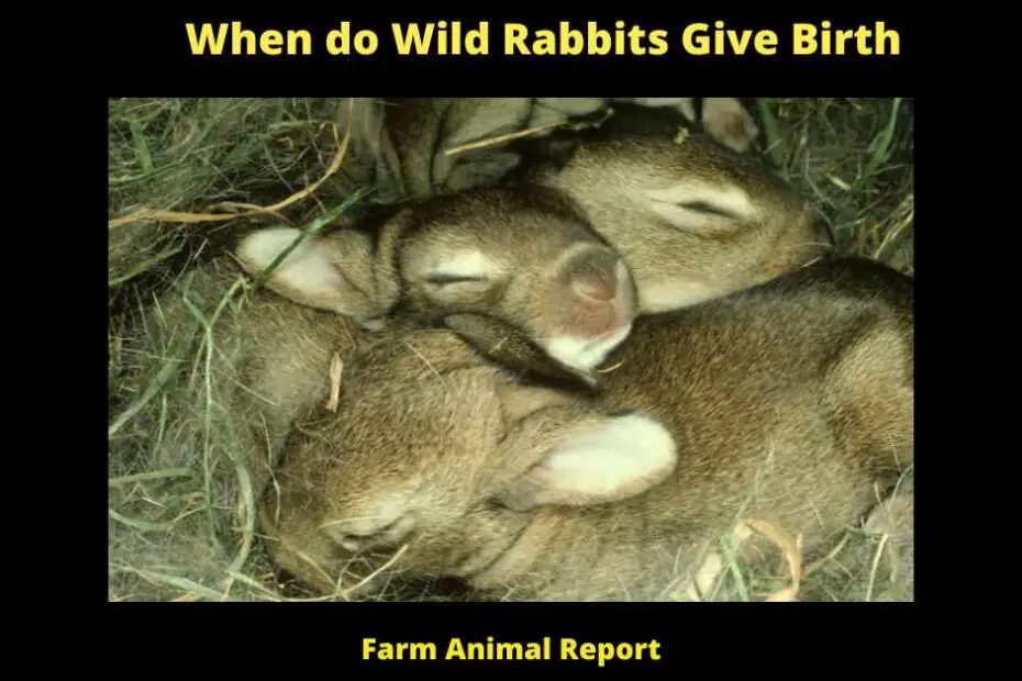 When do Wild Rabbits Give Birth
