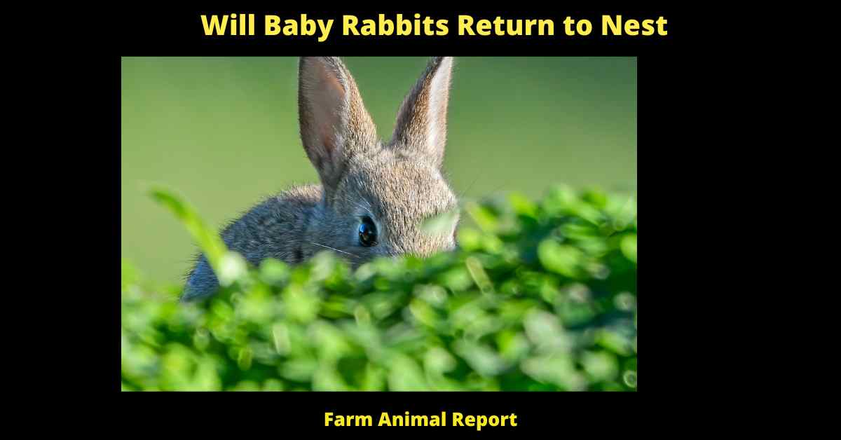 Will Baby Rabbits Return to Nest Rabbit Nest