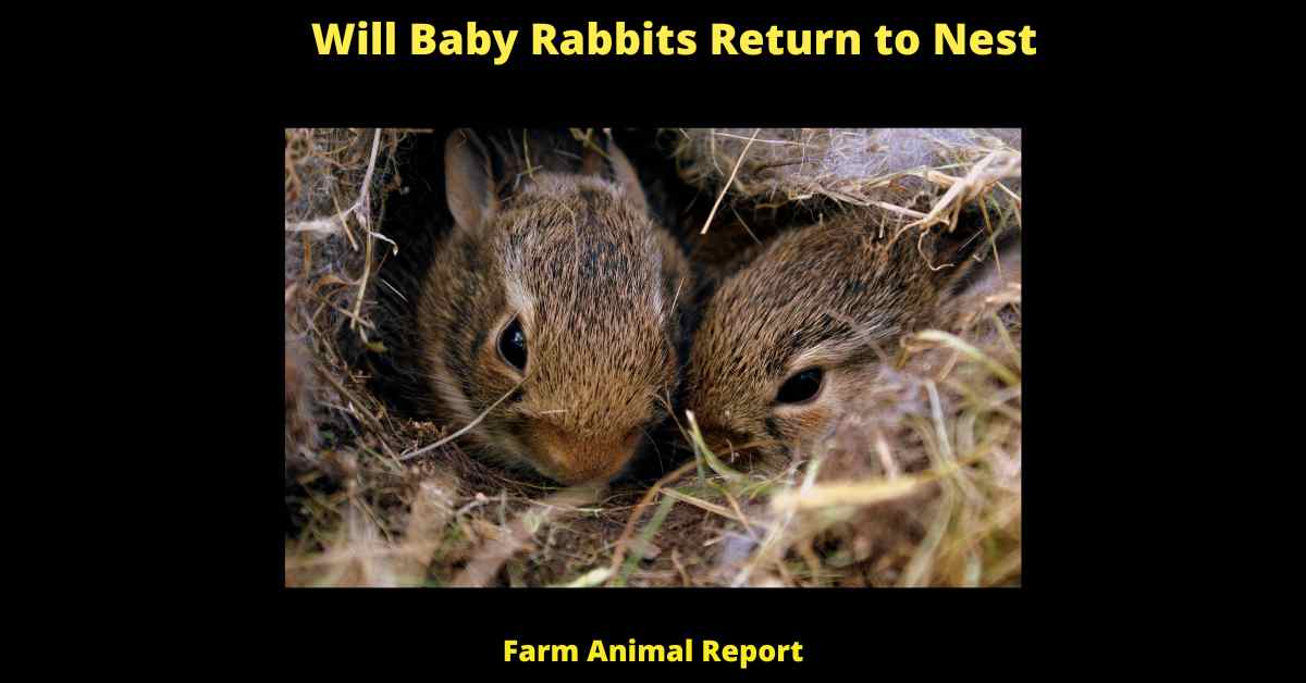 Will Baby Rabbits Return to Nest Rabbit Nest