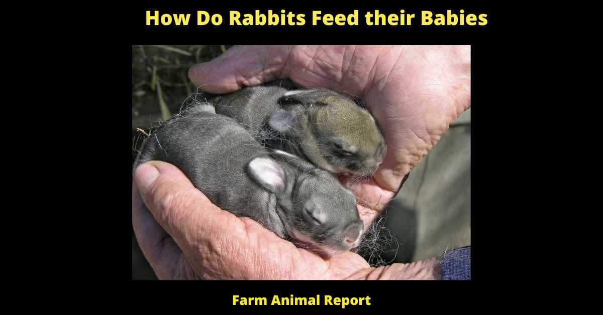 Will Baby Rabbits Return to Nest Rabbit Nest  - 