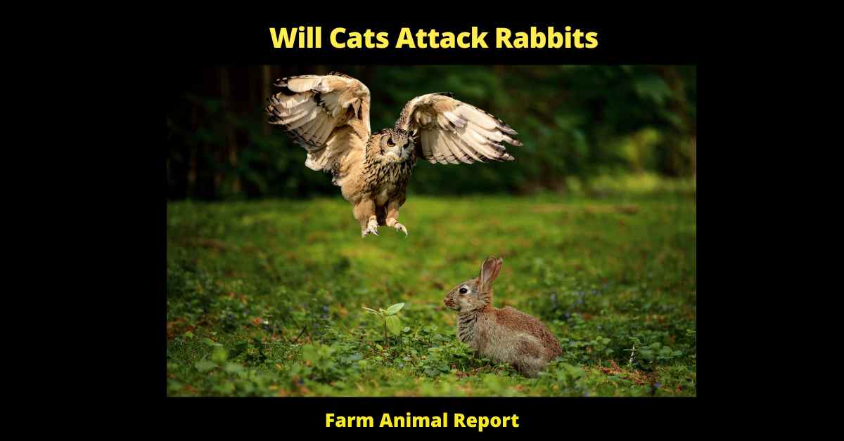 Will Cats Attack Rabbits - 