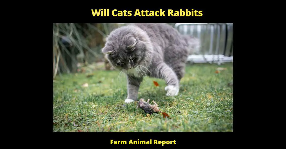 Will Cats Attack Rabbits - 