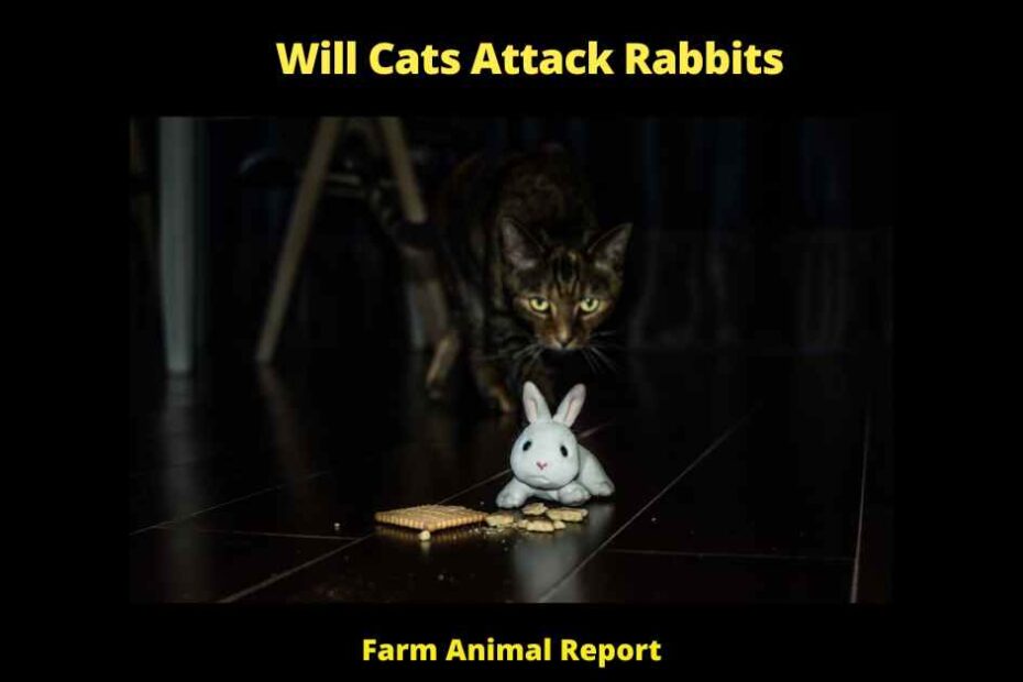 Will Cats Attack Rabbits -