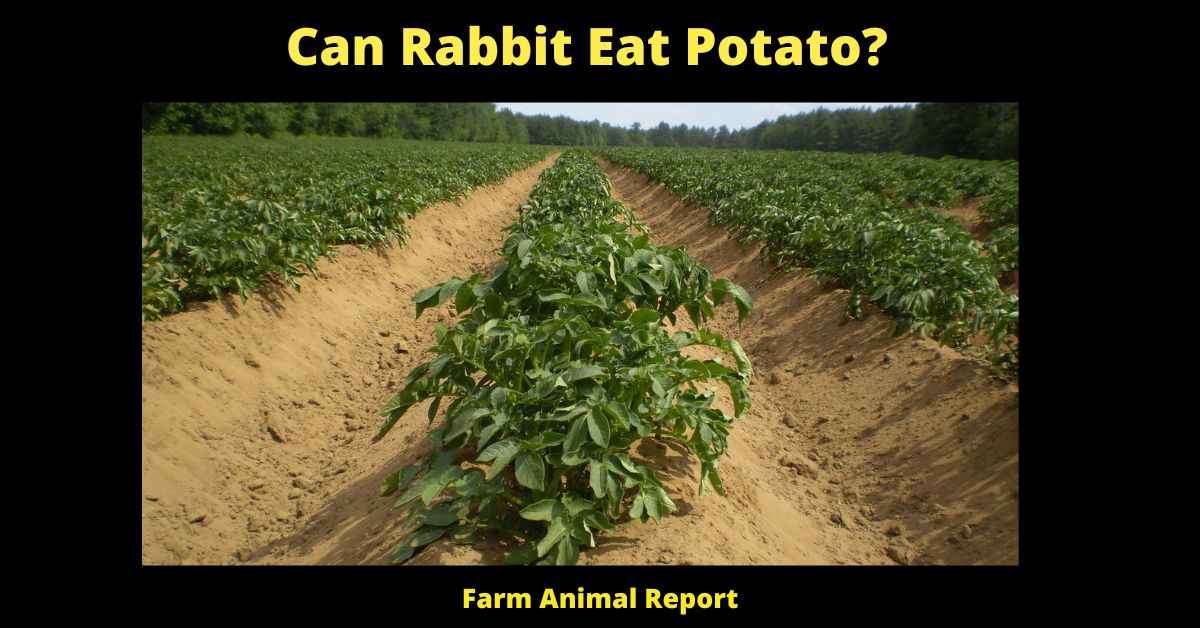 Can Rabbit Eat Potato?
Farm Animal Report
https://www.farmanimalreport.com/
