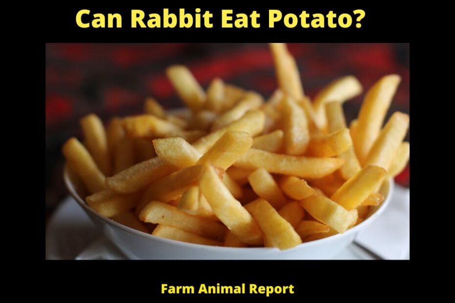Can Rabbit Eat Potato? Farm Animal Report https://www.farmanimalreport.com/