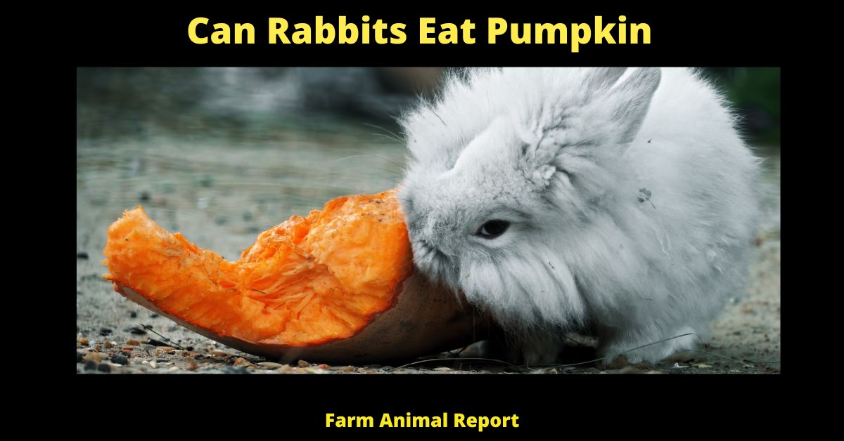Can Rabbits Eat Pumpkin