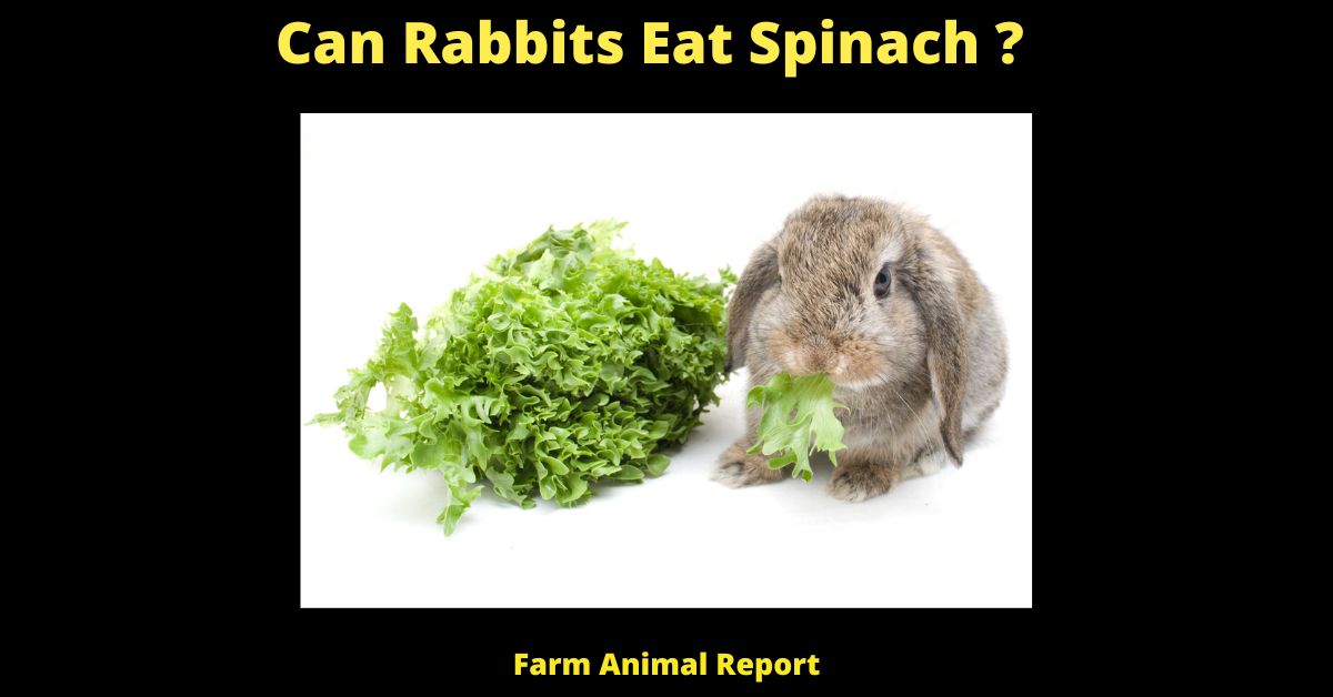 Can Rabbits Eat Spinach
