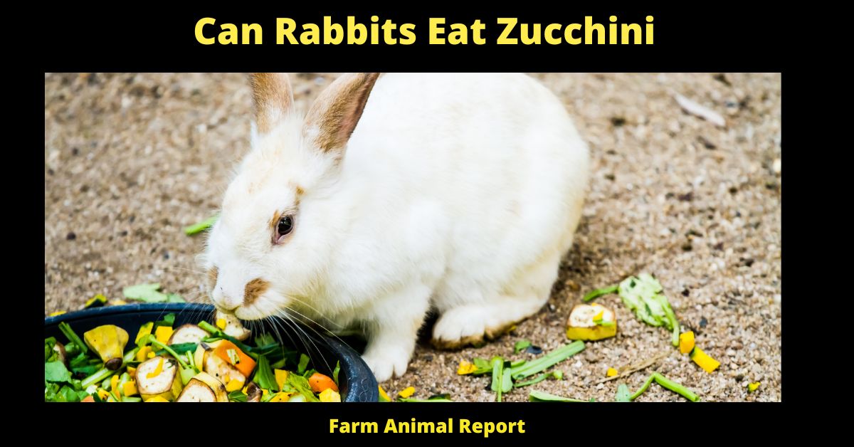 Can Rabbits Eat Zucchini