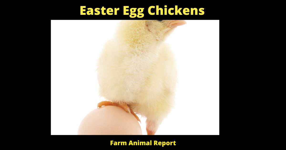 Easter Egg Chickens