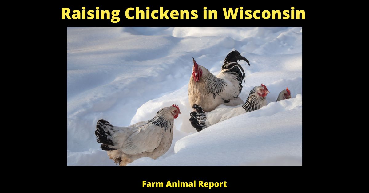 Raising Chickens in Wisconsin