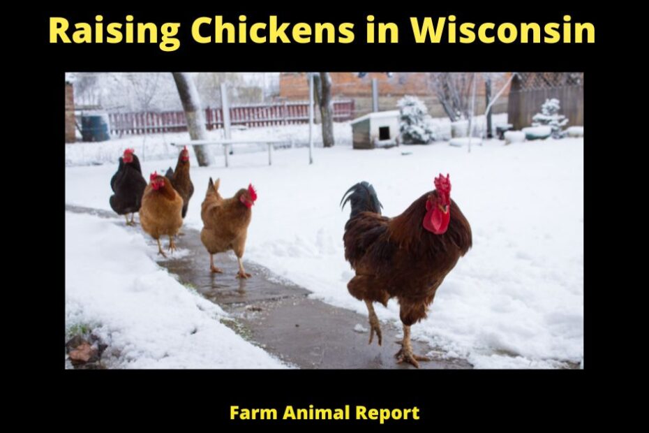 Raising Chickens in Wisconsin