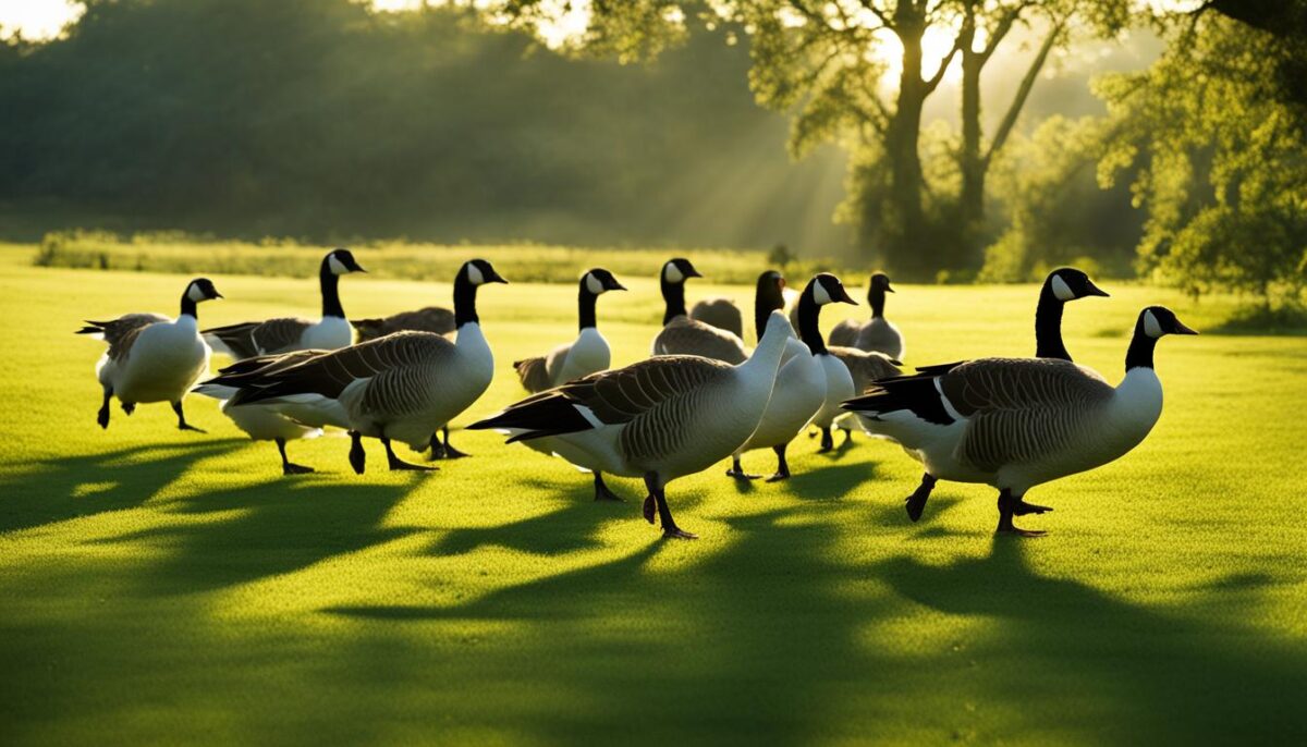free range geese