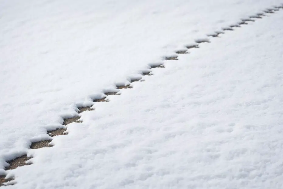 squirrel tracks in snow vs rabbit